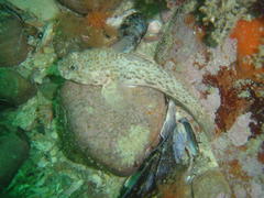 Caffrogobius nudiceps