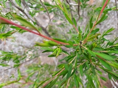 Leptospermum variabile