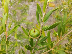Leptospermum variabile