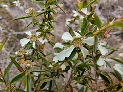 Leptospermum microcarpum