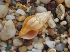 Nodopelagia brazieri