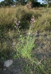 Cleome hirta