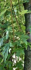 Acer saccharinum