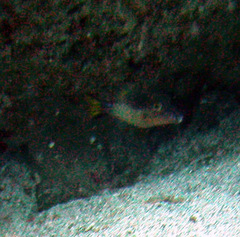 Canthigaster rostrata