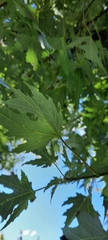 Acer saccharinum