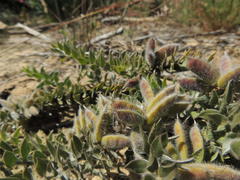 Xiphotheca lanceolata