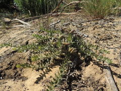 Xiphotheca lanceolata