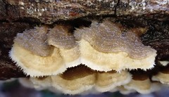 Stereum vellereum