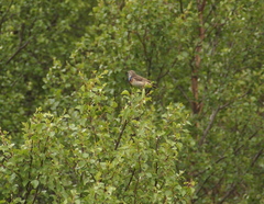 Luscinia svecica svecica