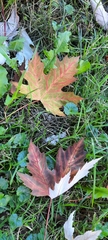 Acer saccharinum