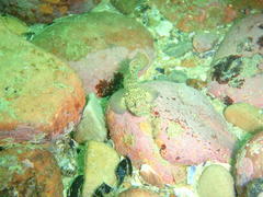 Caffrogobius nudiceps