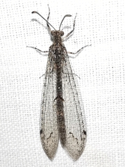 Neuroleon distichus