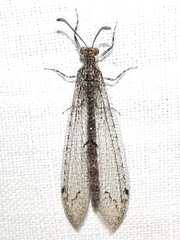 Neuroleon distichus