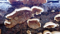 Stereum vellereum