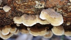 Stereum vellereum