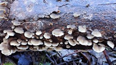Stereum vellereum