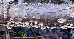 Stereum vellereum
