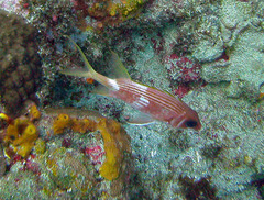 Holocentrus adscensionis