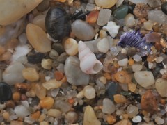 Leiopyrga lineolaris