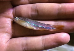 Rasbora einthovenii