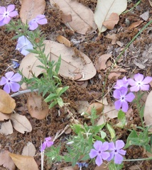 Phlox glabriflora