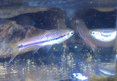 Rasbora einthovenii