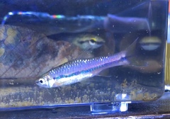 Rasbora einthovenii