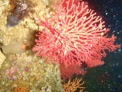Melithaea rubra