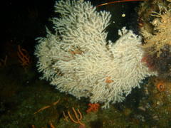Melithaea rubra