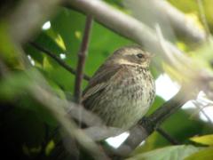 Turdus eunomus