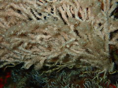 Melithaea rubra
