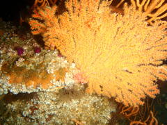 Melithaea rubra
