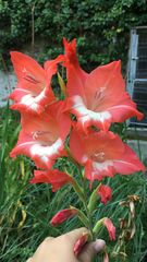 Gladiolus × hortulanus