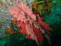 Melithaea rubra