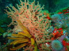 Melithaea rubra