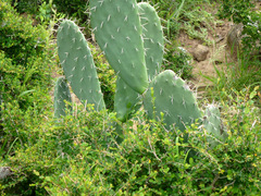 Opuntia ficus-indica
