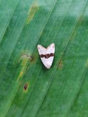 Maliattha ruptifascia