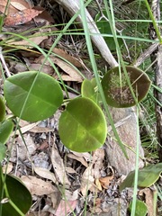 Hoya australis australis