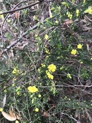 Hibbertia monogyna