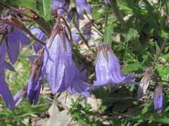 Campanula sarmatica