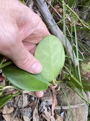 Hoya australis australis