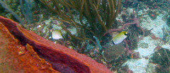 Chaetodon sedentarius