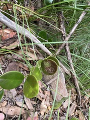 Hoya australis australis