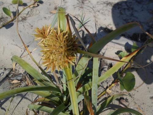 Cyperus crassipes image