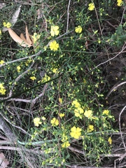 Hibbertia monogyna