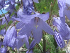 Campanula sarmatica