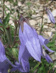 Campanula sarmatica