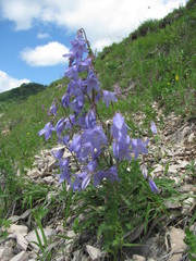 Campanula sarmatica