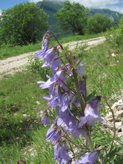 Campanula sarmatica