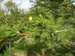 Vachellia karroo